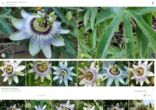 ดาวน์โหลด PlantNet ระบุชนิดพืชแม่นยำ – แอปดีที่คนรักต้นไม้ต้องมี - Screenshot 10